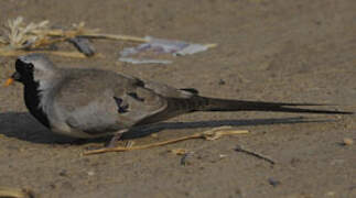 Namaqua Dove