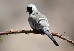 Namaqua Dove