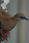 West Peruvian Dove