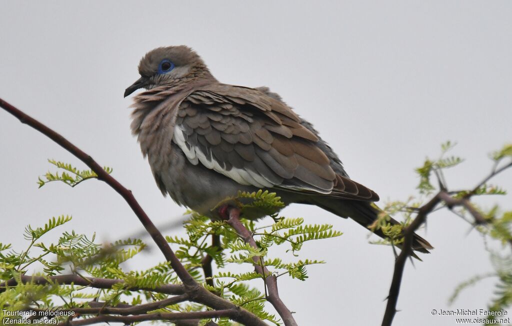 West Peruvian Dove