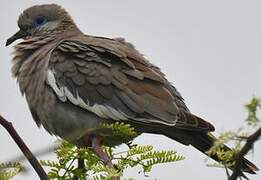 West Peruvian Dove