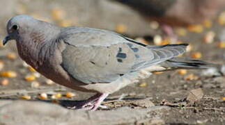 Eared Dove