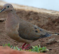 Eared Dove