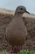 Eared Dove