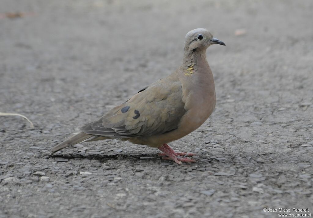 Eared Dove