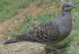 Oriental Turtle Dove