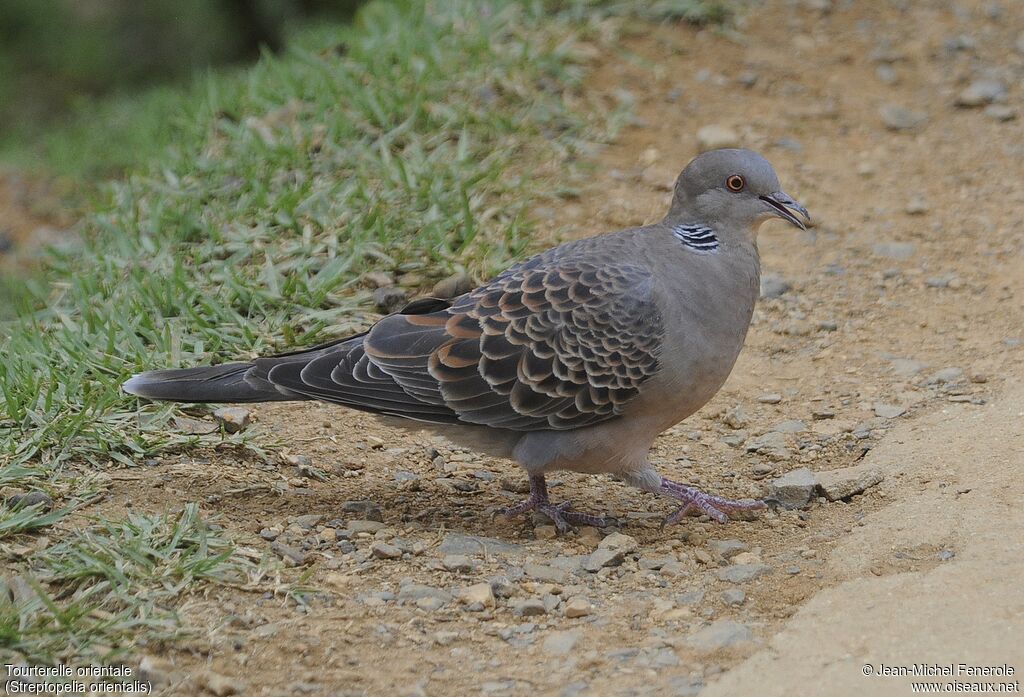 Oriental Turtle Dove