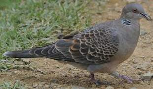 Oriental Turtle Dove
