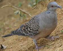 Oriental Turtle Dove