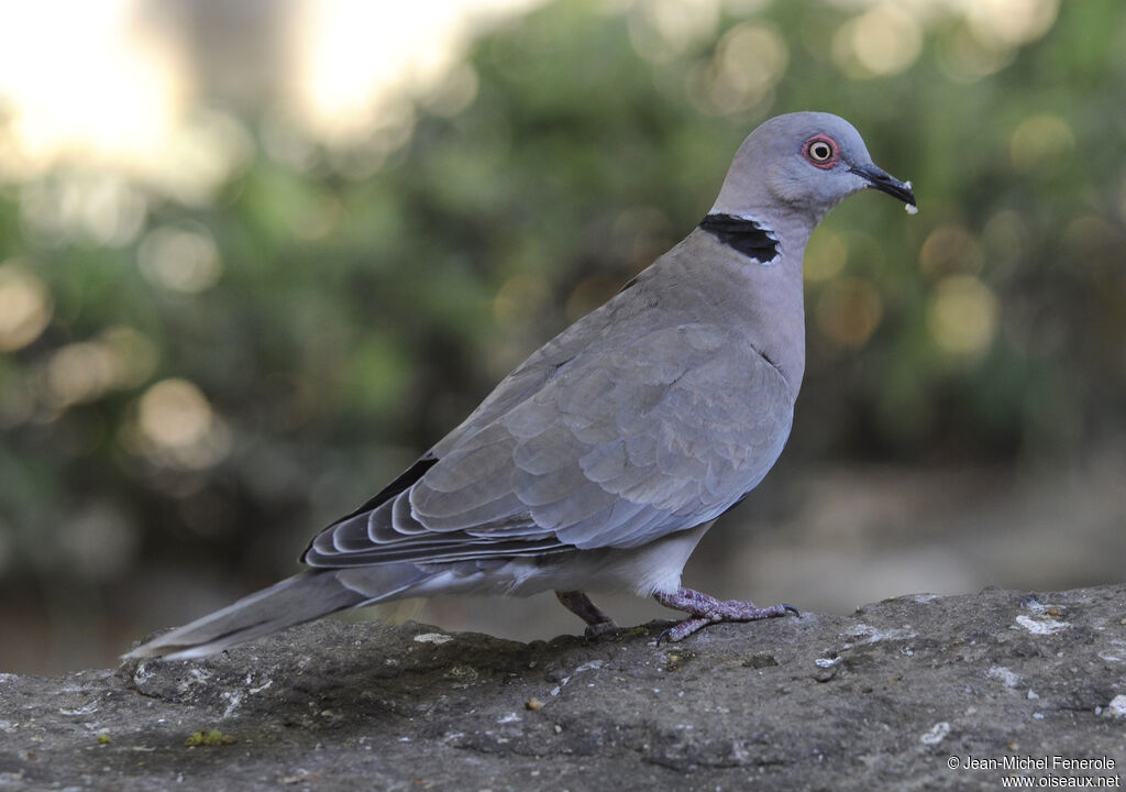 Mourning Collared Dove