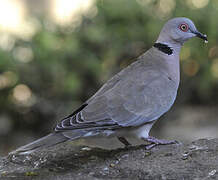 Mourning Collared Dove