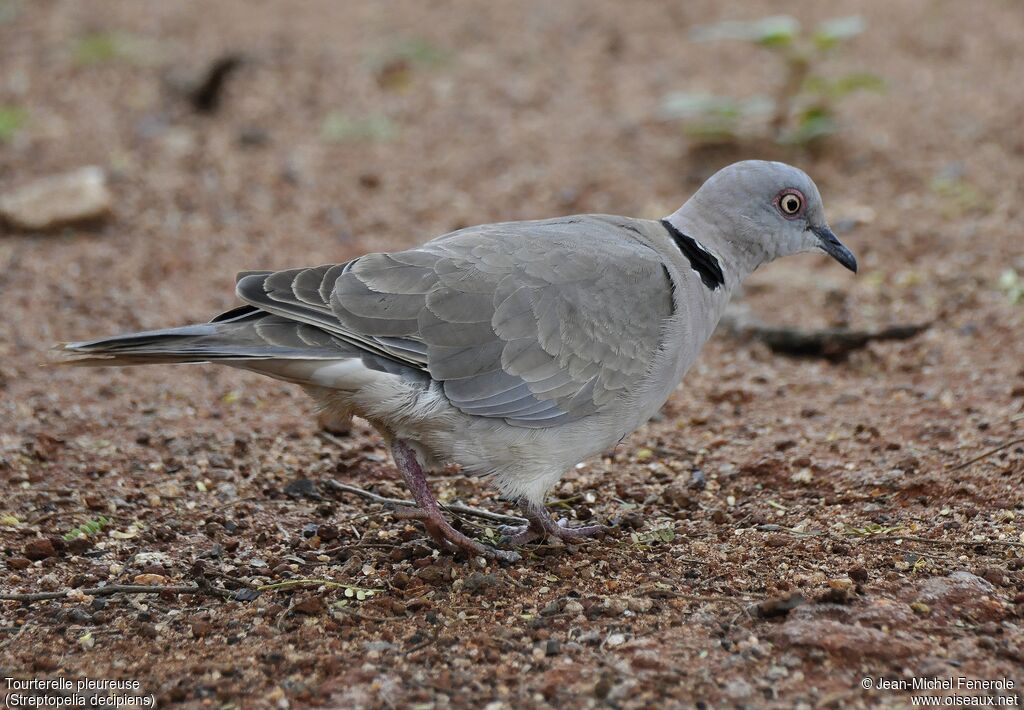 Mourning Collared Dove