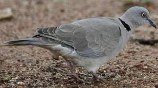 Mourning Collared Dove