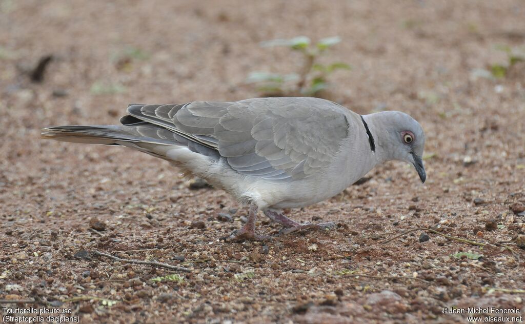 Mourning Collared Dove