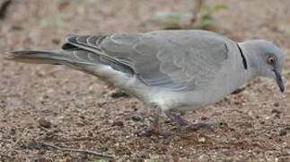 Mourning Collared Dove