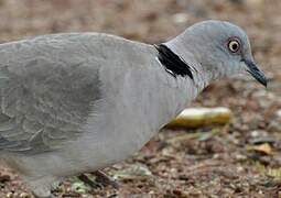 Mourning Collared Dove