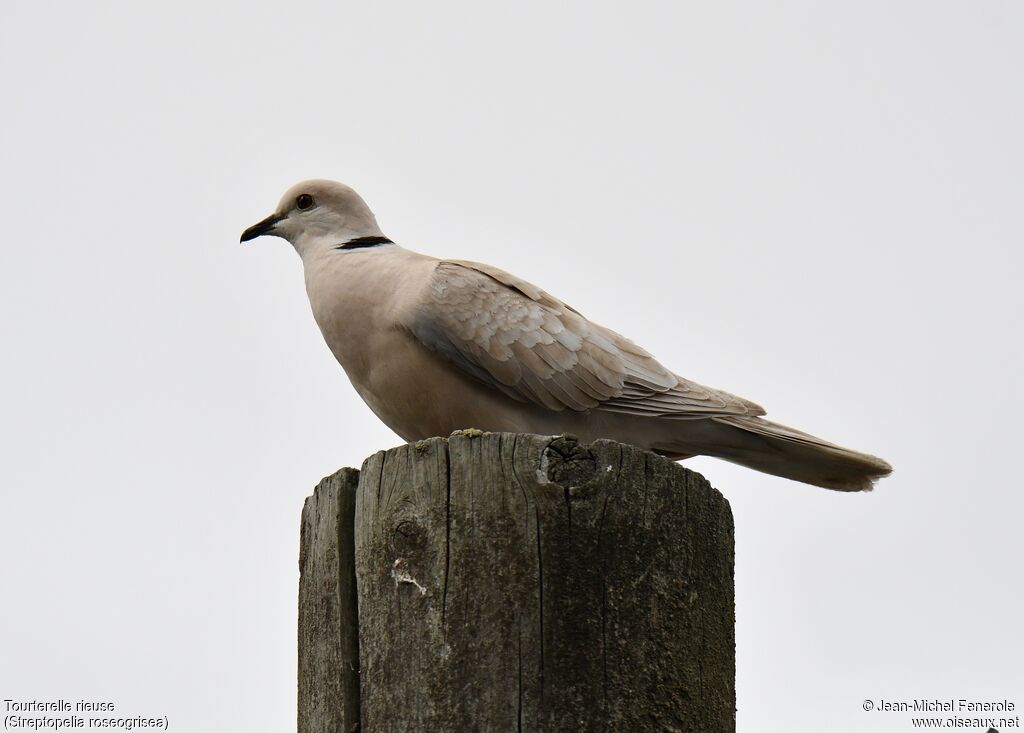 African Collared Dove