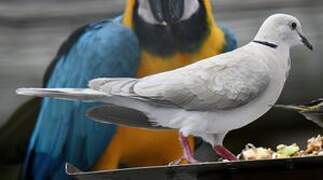 African Collared Dove