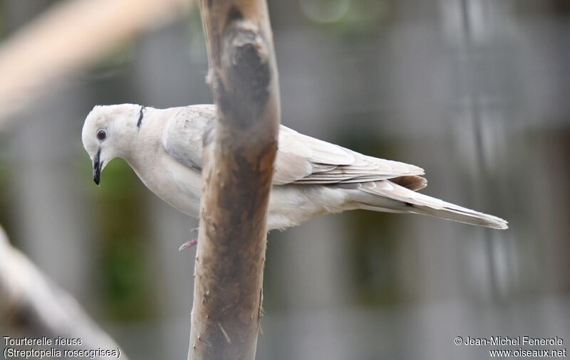 African Collared Dove