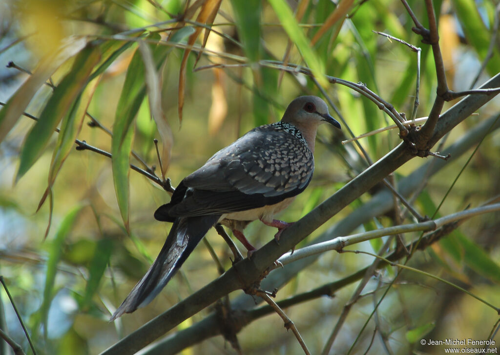 Spotted Dove