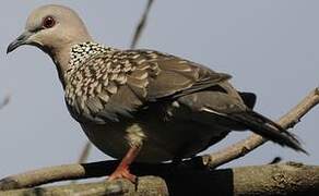 Spotted Dove