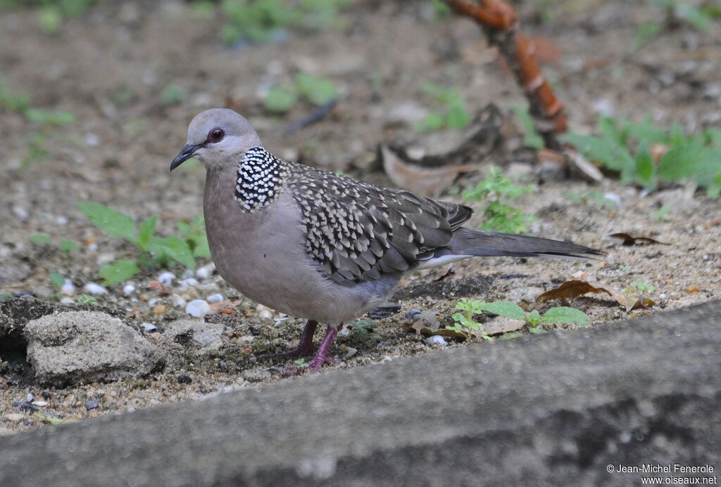 Spotted Dove