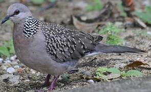 Spotted Dove