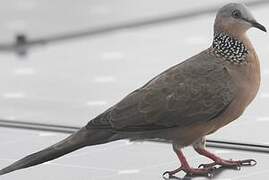 Spotted Dove