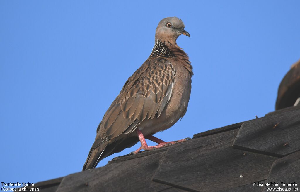 Spotted Dove