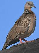 Spotted Dove