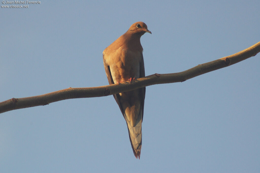 Mourning Doveadult