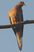 Mourning Dove