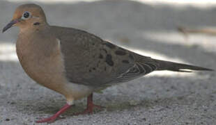 Mourning Dove