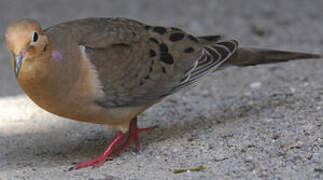 Mourning Dove