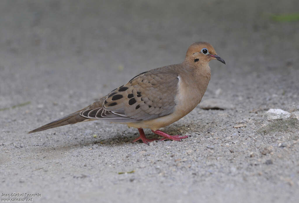 Mourning Doveadult, identification