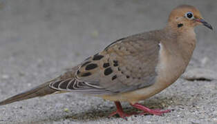 Mourning Dove