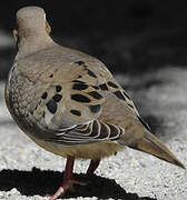 Mourning Dove