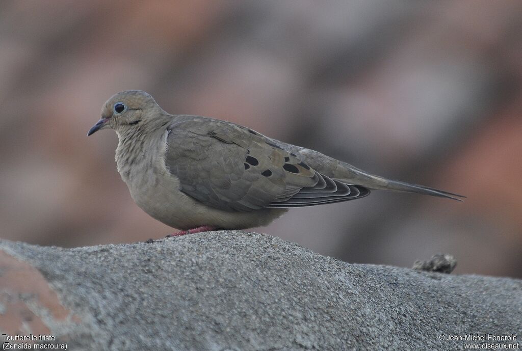 Mourning Dove