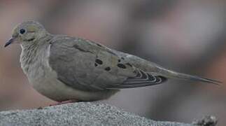 Mourning Dove