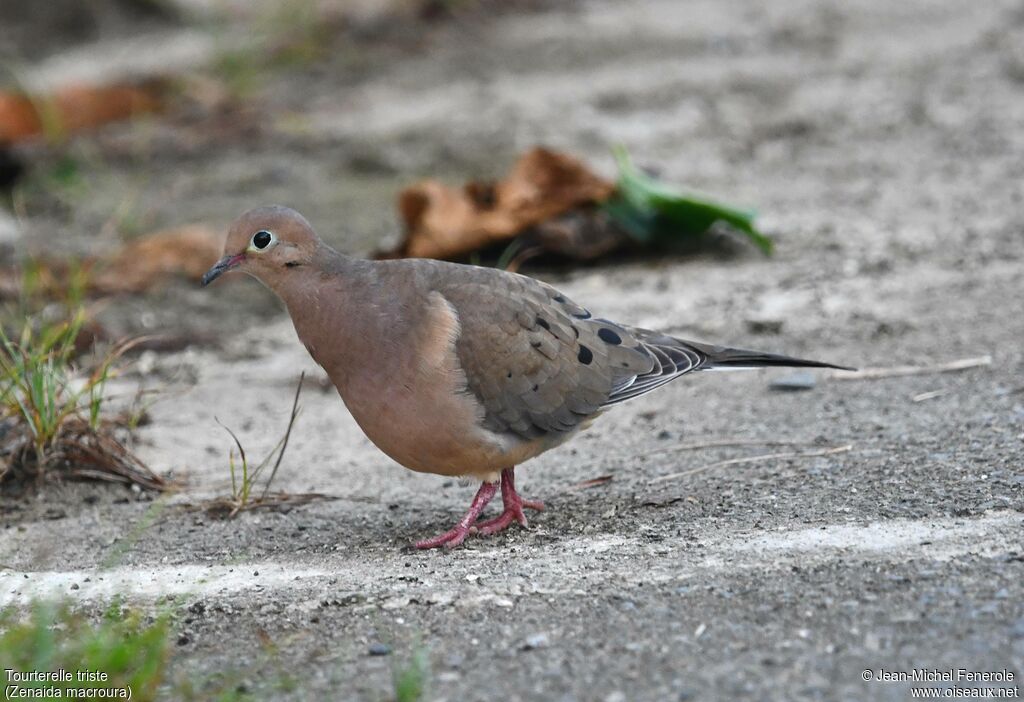 Tourterelle triste