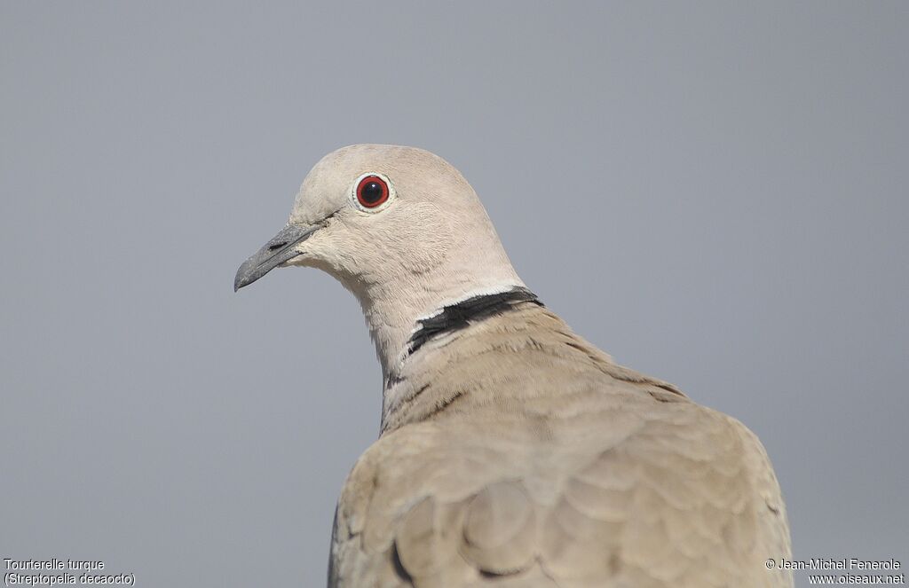 Eurasian Collared Dove