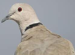 Eurasian Collared Dove