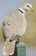 Eurasian Collared Dove