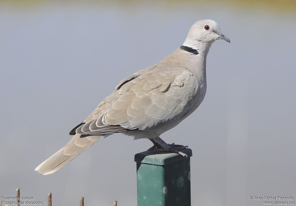 Eurasian Collared Dove