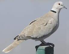 Eurasian Collared Dove