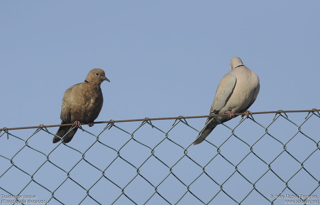 Eurasian Collared Dove