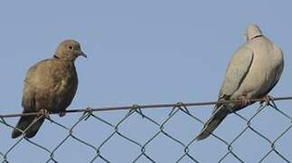 Eurasian Collared Dove