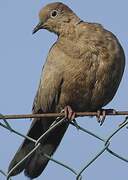 Eurasian Collared Dove