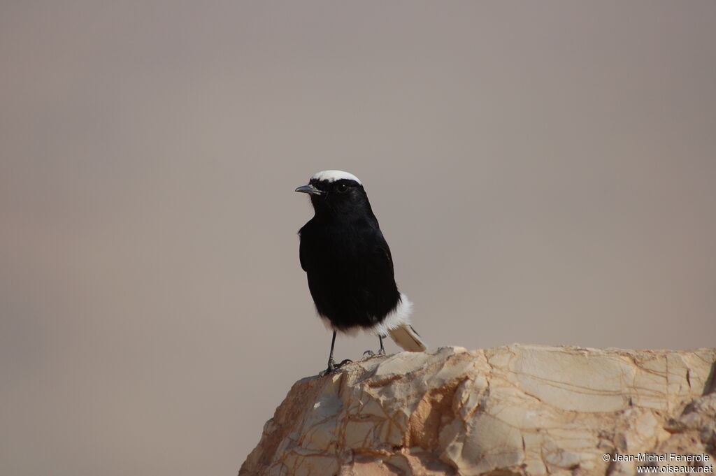 White-crowned Wheatear