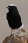 White-crowned Wheatear